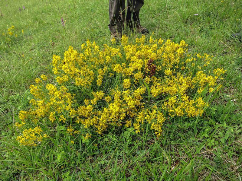 Genêts des teinturiers